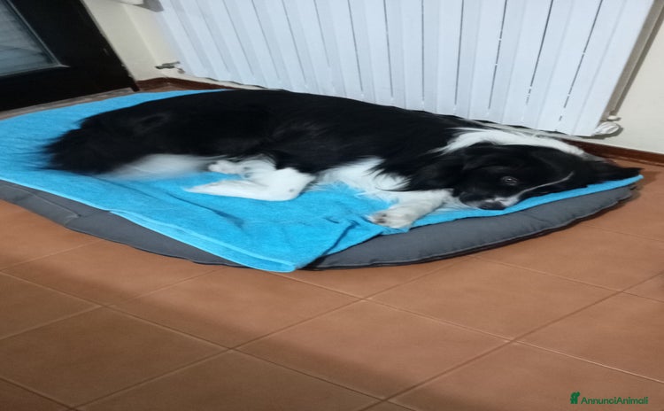Border Collie cani - Annuncio 4