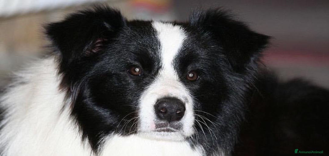 Immagine della galleria {{count}}