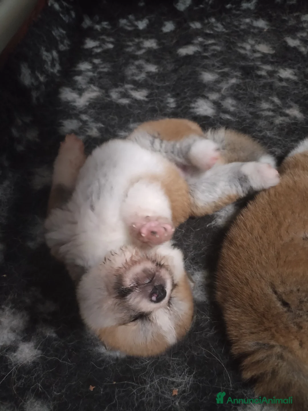 Akita Inu cani in vendita: Cuccioli di Akita disponibili - Annuncio 9