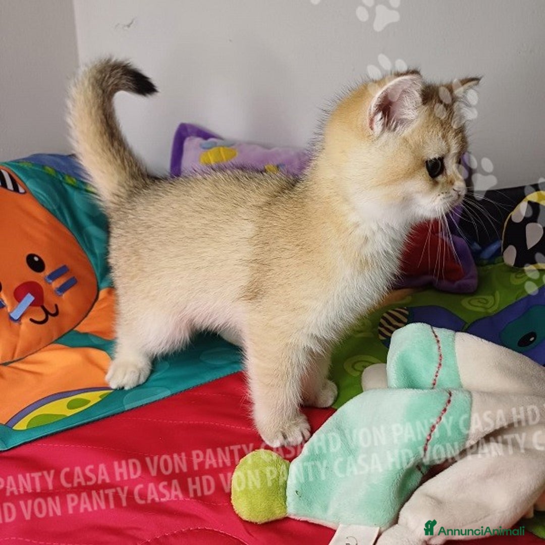 Scottish gatti in vendita: Cucciolo Scottish Straight a Villafranca di Verona - Immagine 3
