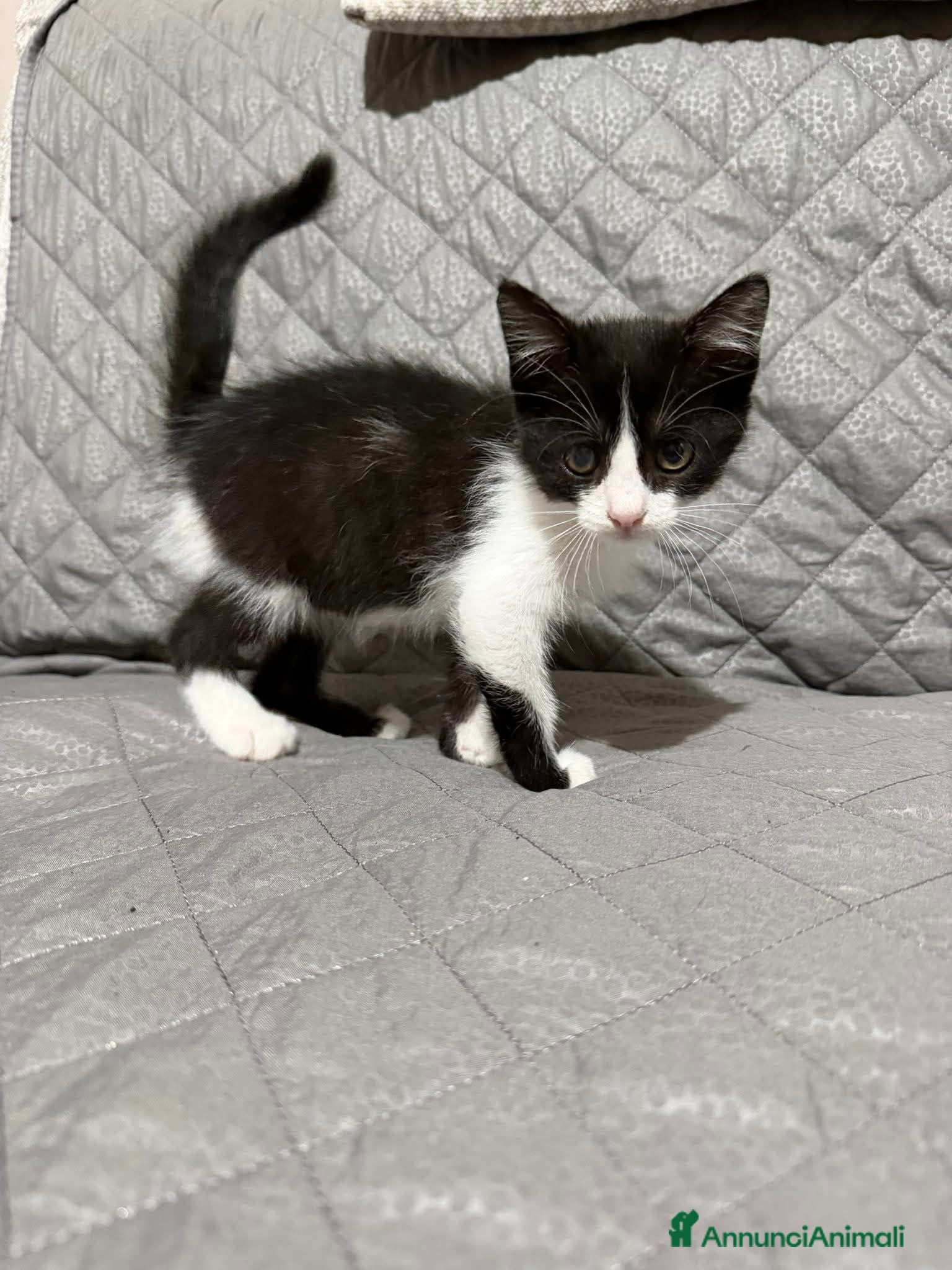 Meticcio gatti Felicia, 3 mesi di dolcezza  - Annuncio 7