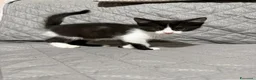 Meticcio gatti in regalo: Felicia, 4 mesi di dolcezza  - Annuncio 2