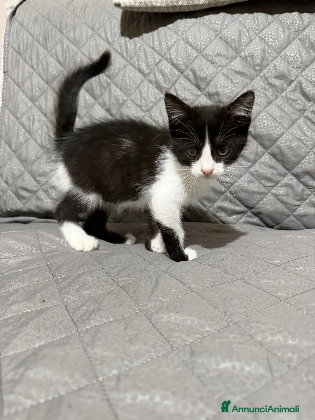 Meticcio gatti in regalo: Felicia, 4 mesi di dolcezza  - Annuncio 2