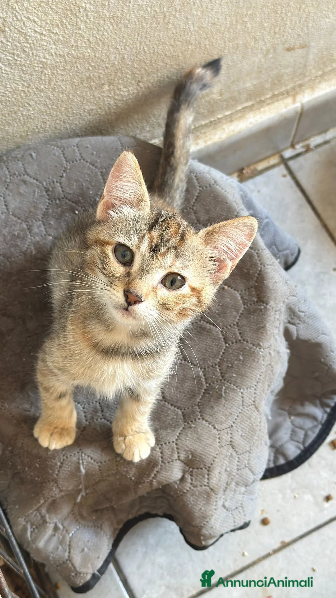Altre razze gatti in regalo: ADOTTA UN GATTINO  a Provincia di Reggio Emilia - Annuncio 11