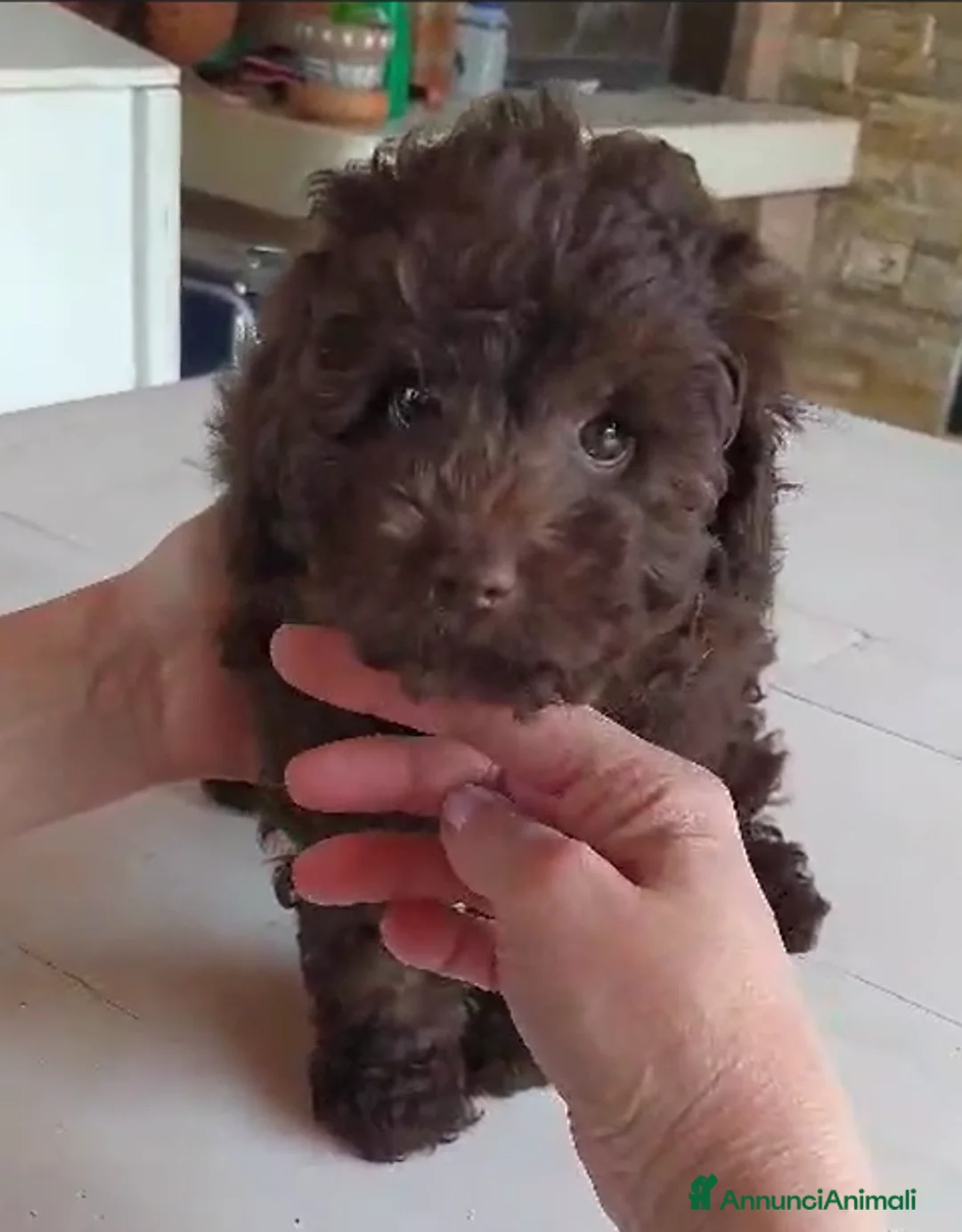 Barboncino Toy cani in vendita: Barboncini Toy Marrone e Nero - Annuncio 1