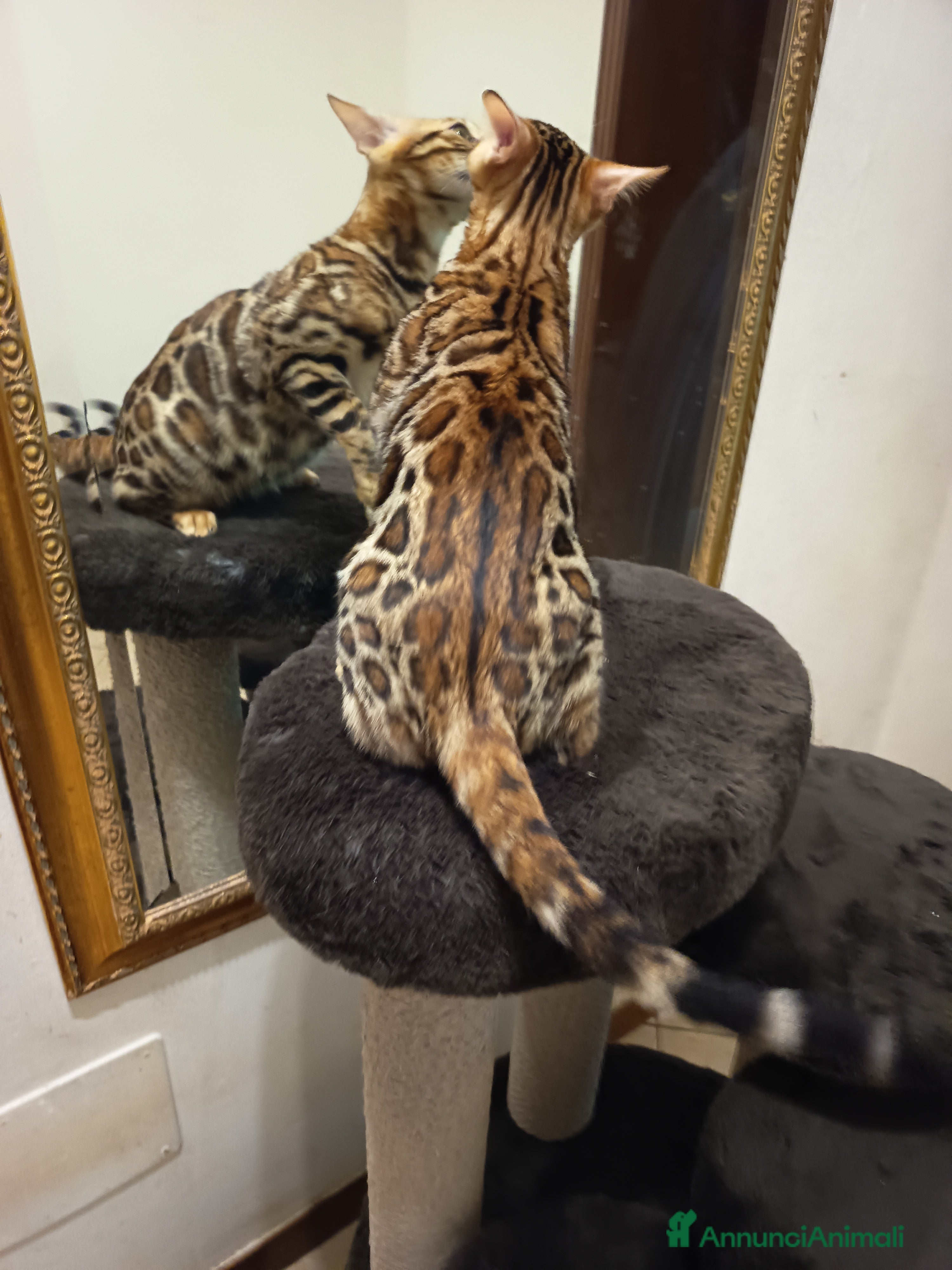 Bengala gatti meraviglioso maschietto Bengala  - Annuncio 11