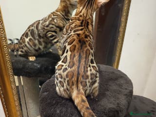 Bengala gatti meraviglioso maschietto Bengala - Annuncio 11