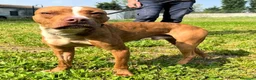Meticcio cani in regalo: DANKO PIT BULLINO - Annuncio 9
