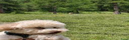Barboncino Toy cani per accoppiamento: Disponibile barboncino toy per monta a Provincia di Bergamo - Annuncio 3