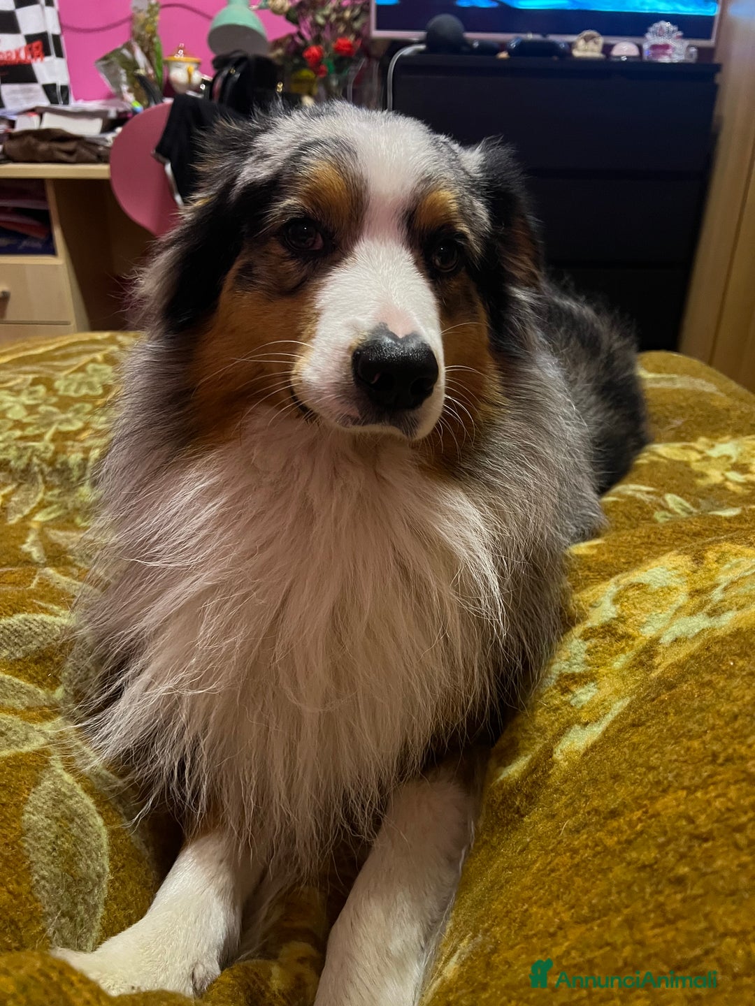 Australian Shepherd cani per accoppiamento: Pastore australiano maschio disponibile per monta a Città Metropolitana di Torino - Immagine 5