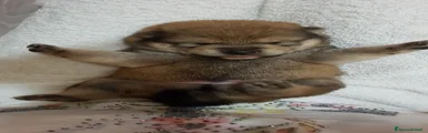 Shiba Inu 2