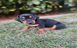 Bassotto cani in vendita: Bassotto  a Provincia di Parma - Immagine 1
