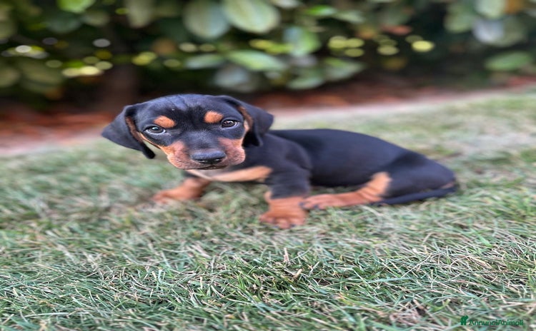Bassotto cani a Provincia di Parma - Annuncio 5