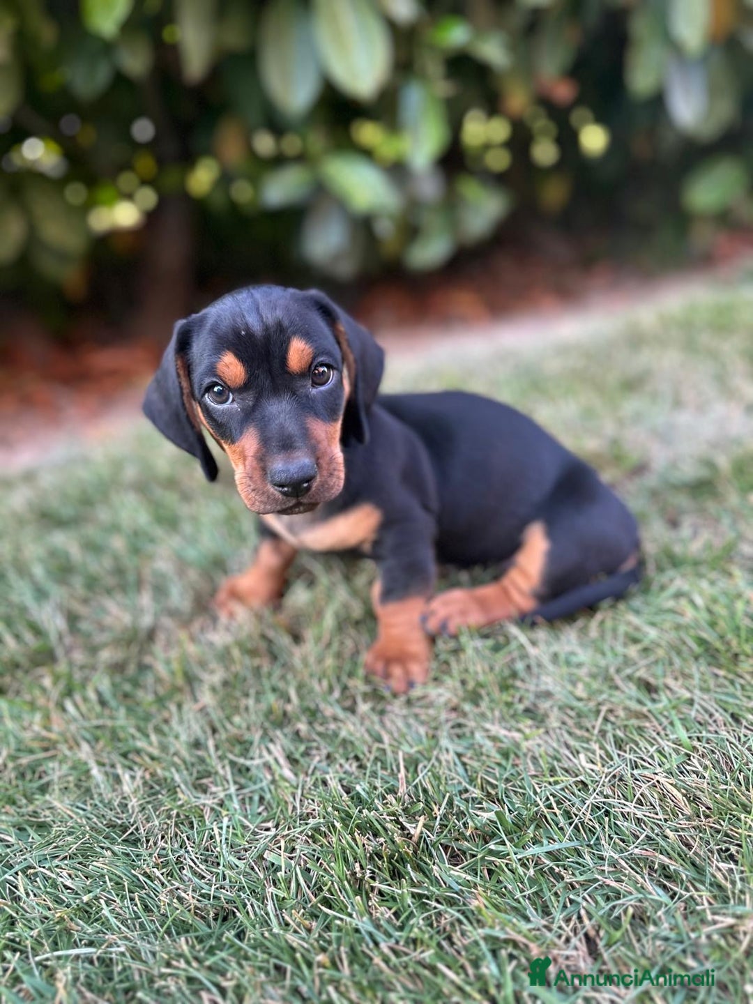 Bassotto cani in vendita: Bassotto  a Provincia di Parma - Immagine 1