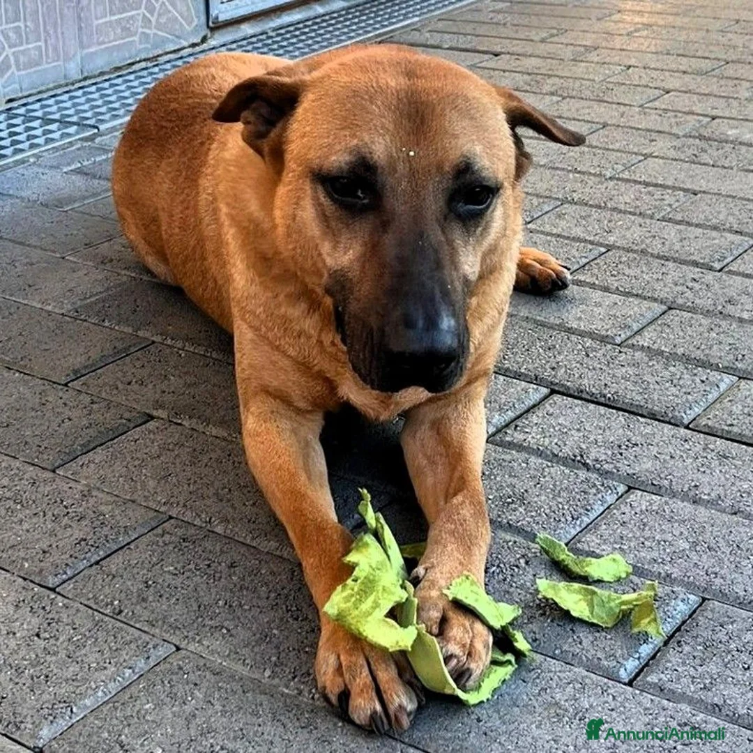 Meticcio cani in regalo: SONO ARGO CERCO CASA - Annuncio 1