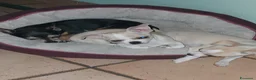 Chihuahua cani in vendita: Cucciolo maschio di chihuahua - Annuncio 5