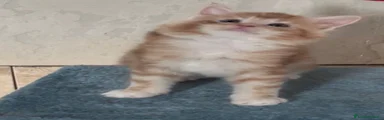 Maine Coon Gattino 1
