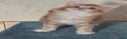 Maine Coon gatti in vendita: Cuccioli Maine Coon - Annuncio 7