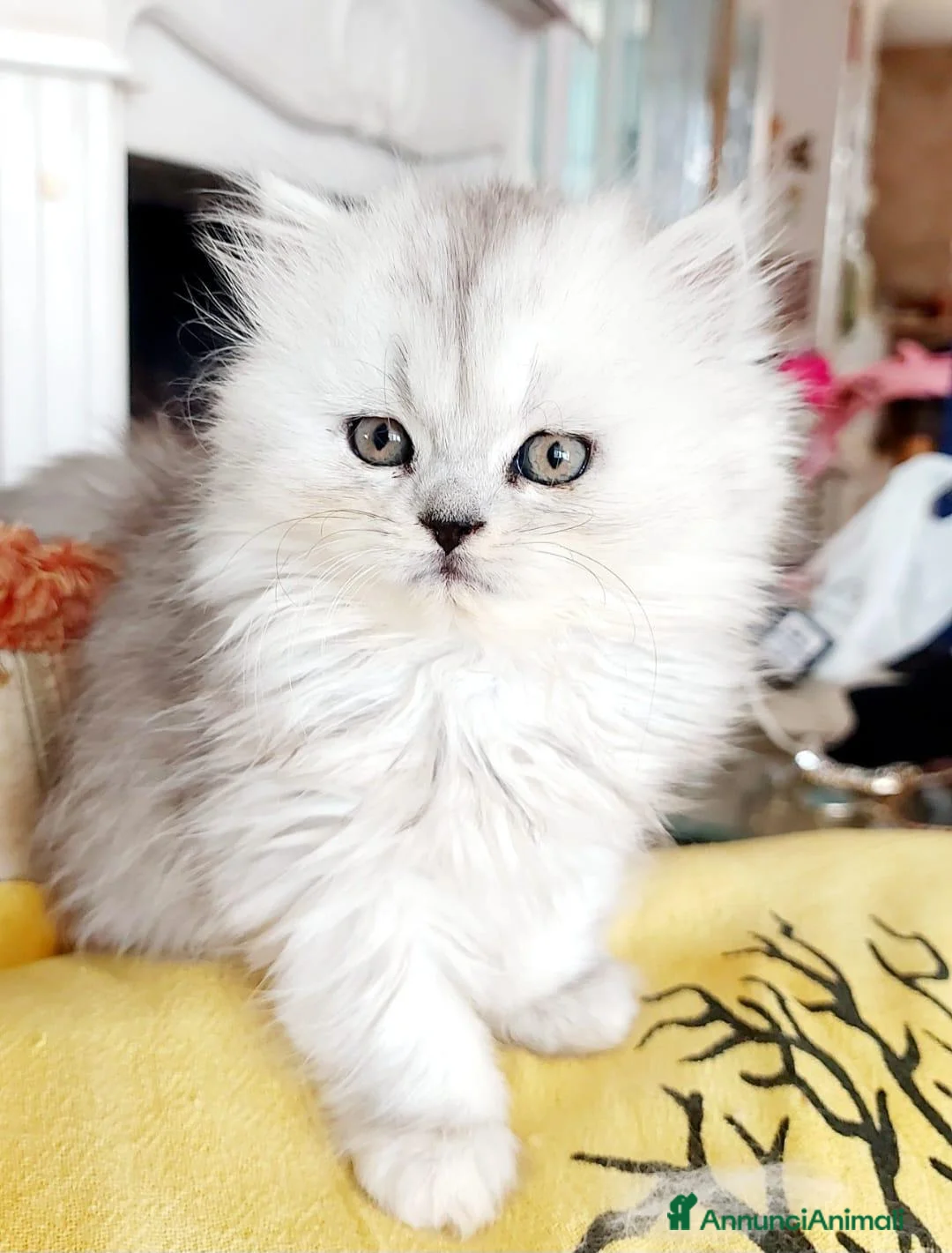 Persiano gatti in vendita: Deliziosi Persiani Cincilla Vendesi Roma  - Annuncio 2