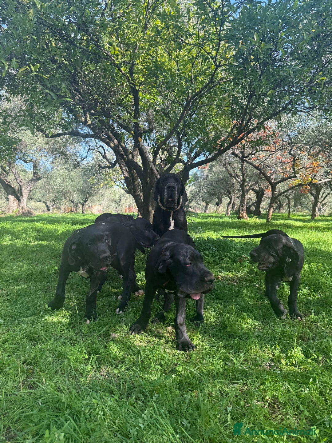 Alano cani in vendita: Cuccioli di Alano nero, ad alta geneaologia - Annuncio 7