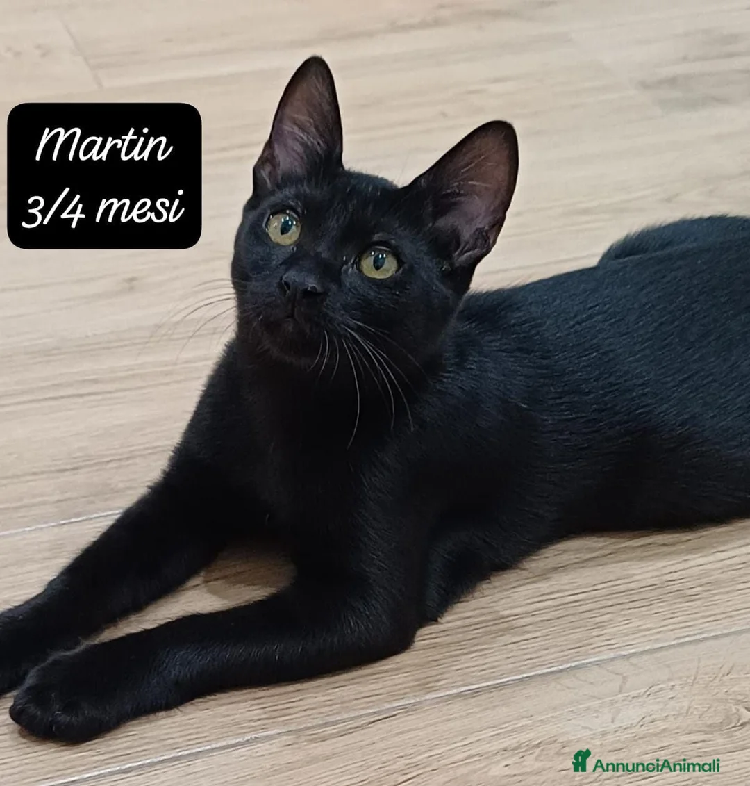 Europeo gatti in regalo: Urgenti famiglie per questi gattini  a Provincia di Monza e della Brianza - Annuncio 1