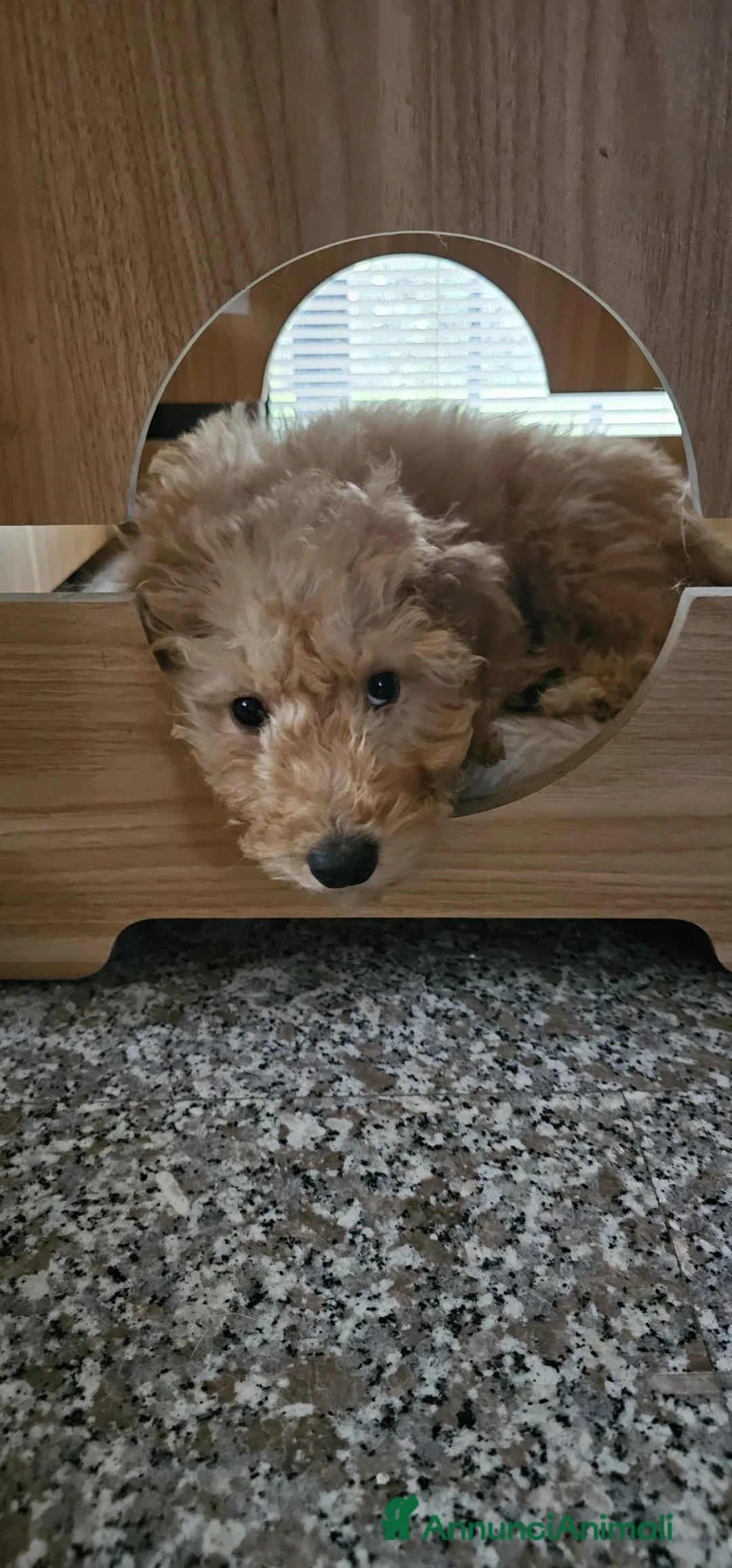 Barboncino cani in vendita: Cucciola di barboncino in vendita - Annuncio 2