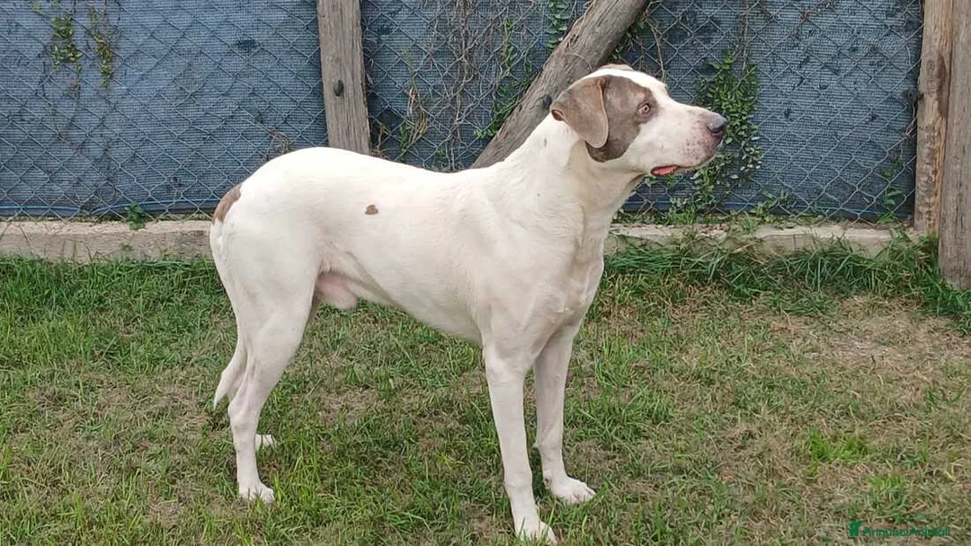 Meticcio cani in regalo: PONY DOPO TANTA SOFFERENZA CERCA CASA - Annuncio 4