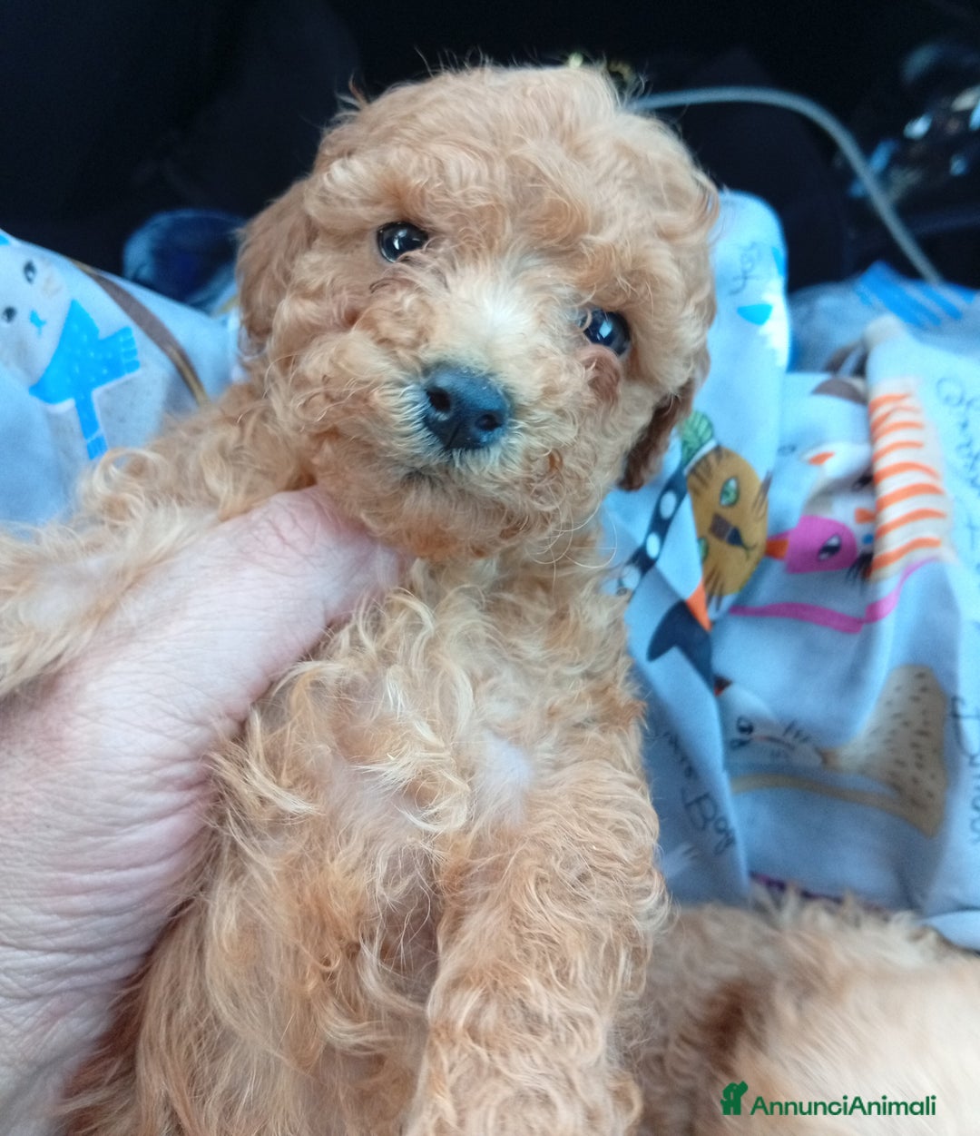 Barboncino cani in vendita: Cuccioli barboncino Toy/mini toy - Annuncio 2