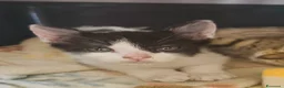 Meticcio gatti in regalo: Iris, bellissima - Annuncio 5