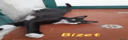 Europeo gatti in regalo: BIZET GATTINO SUPERCOCCOLO - Annuncio 4