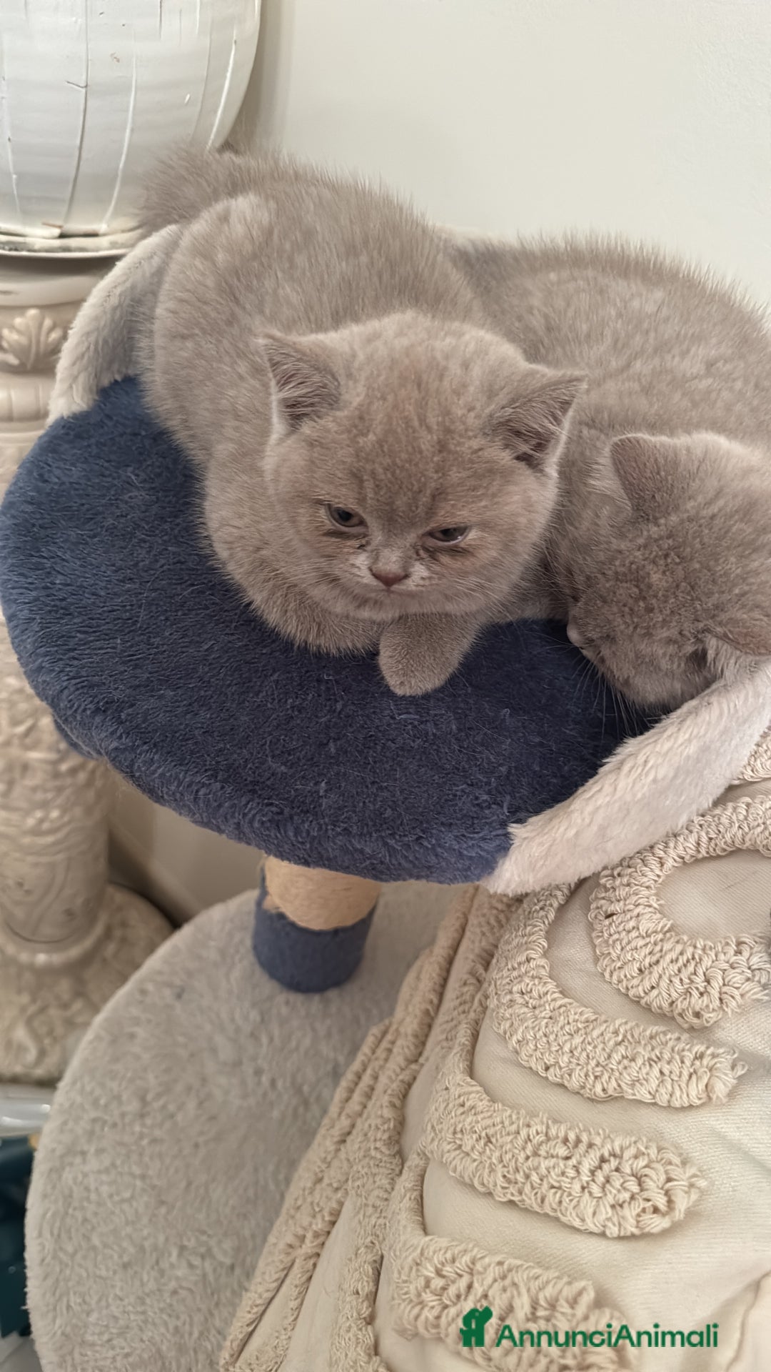 British gatti in vendita: Gattini British short hair  - Annuncio 2