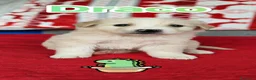 Meticcio cani in regalo: 13 cuccioli abbandonati cercano adozione a Provincia di Bergamo - Annuncio 8