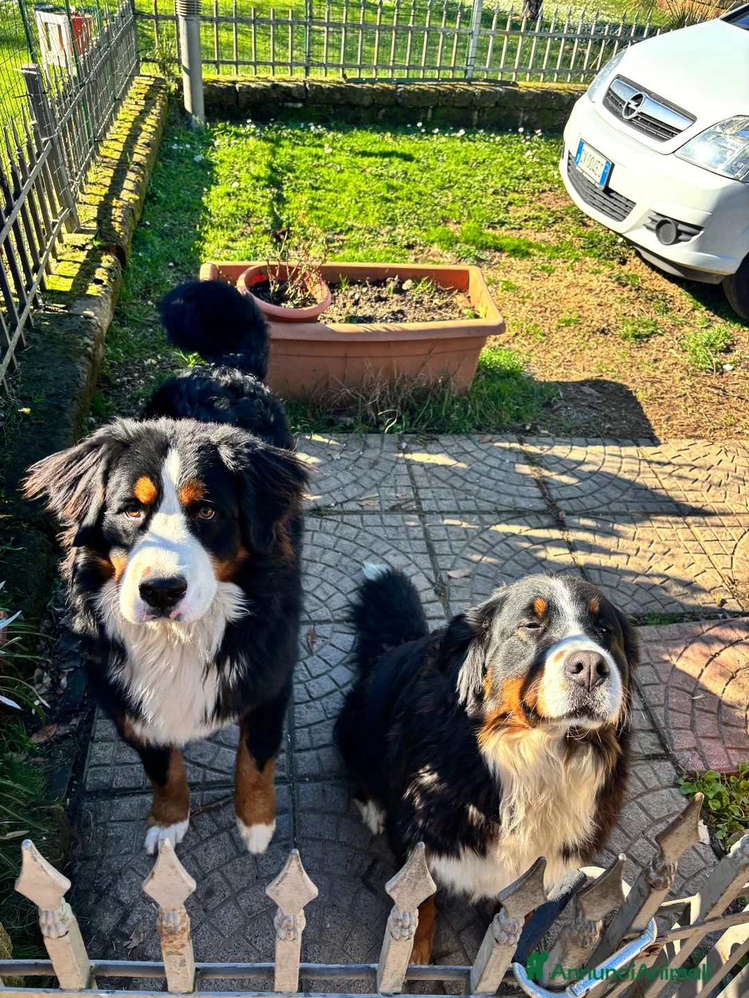 Bovaro del Bernese cani in vendita: Cuccioli di Bovaro del Bernese a Provincia di Viterbo - Annuncio 11
