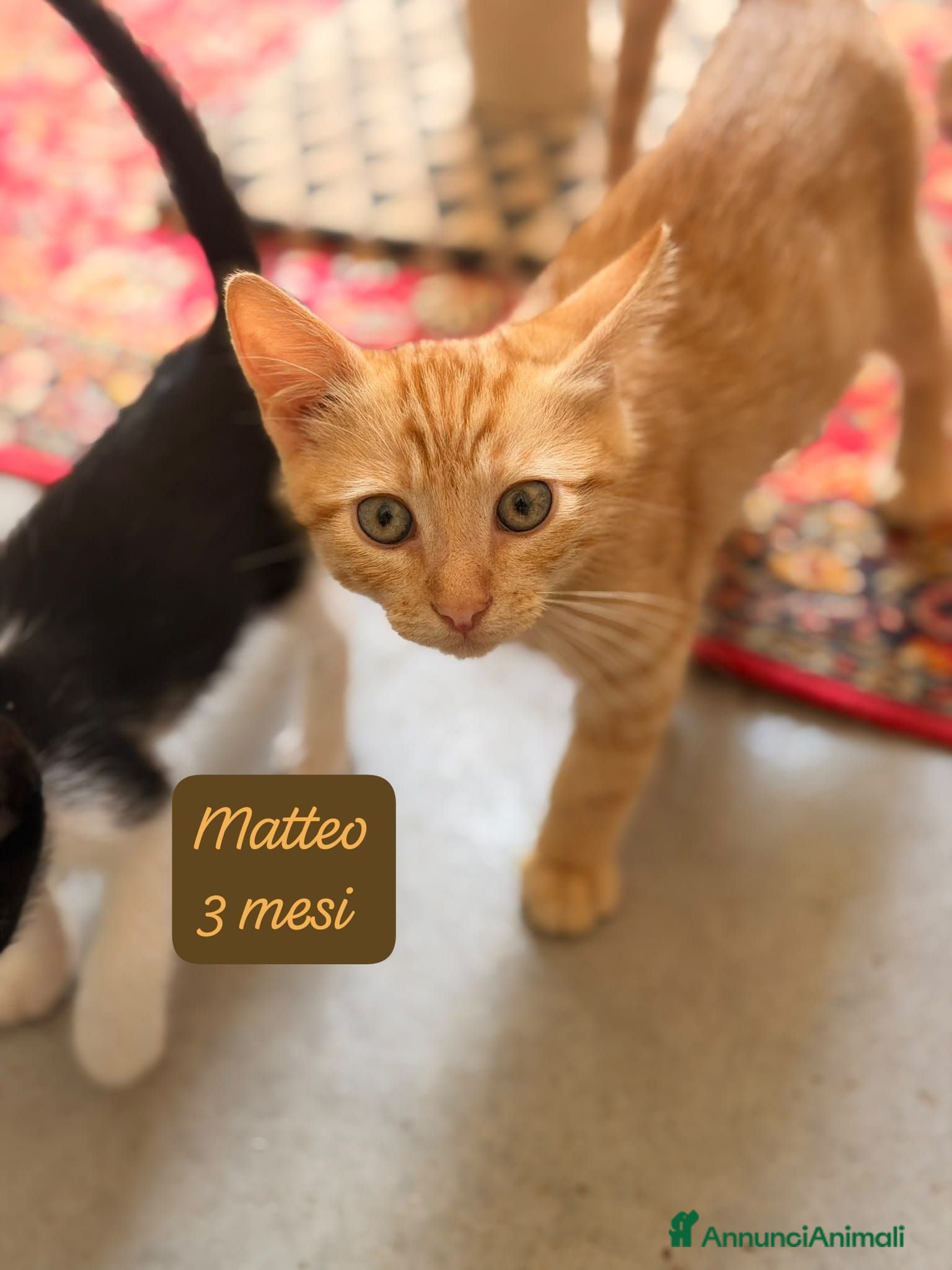 Europeo gatti Tanti gattini desiderosi di trovare casa  - Annuncio 1