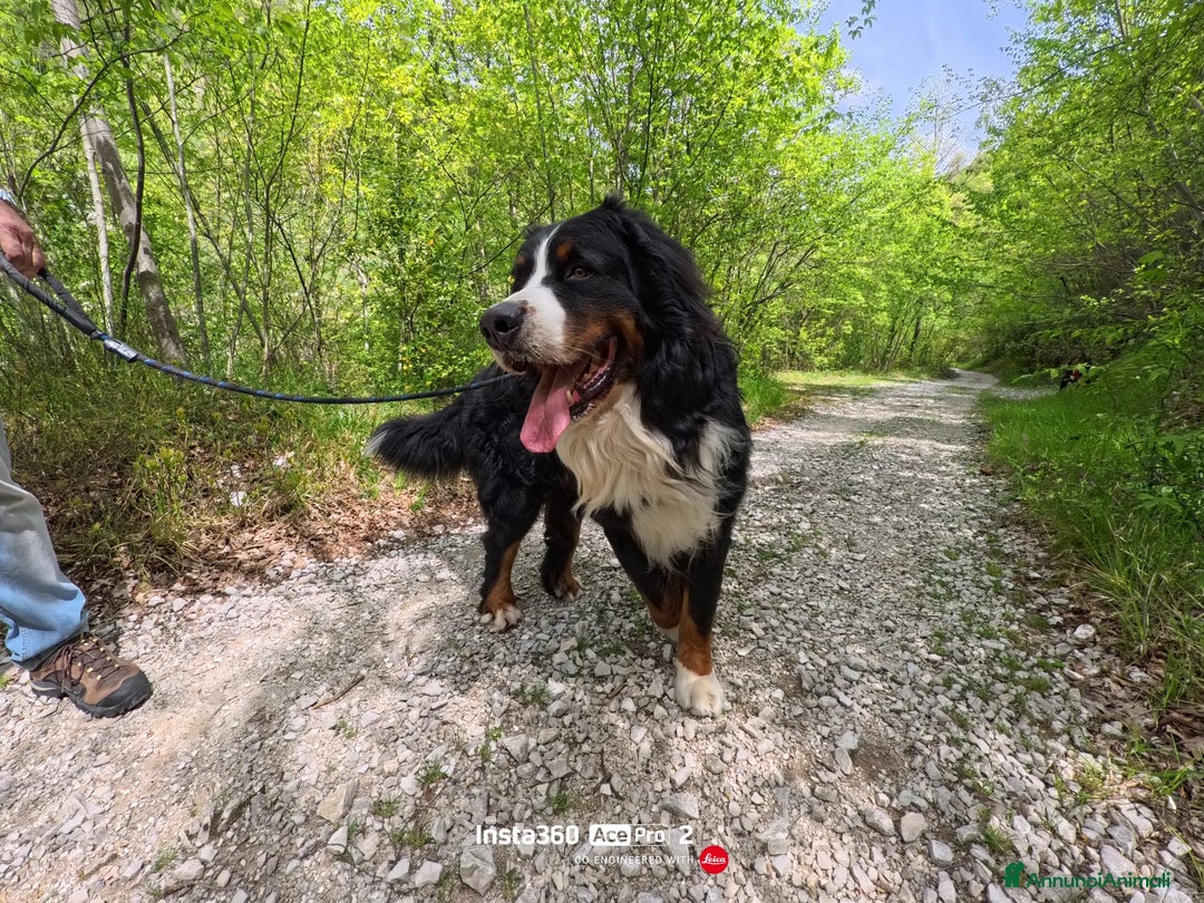 Bovaro del Bernese cani per accoppiamento: PACO BELLISSIMO a Provincia di Ancona - Immagine 4