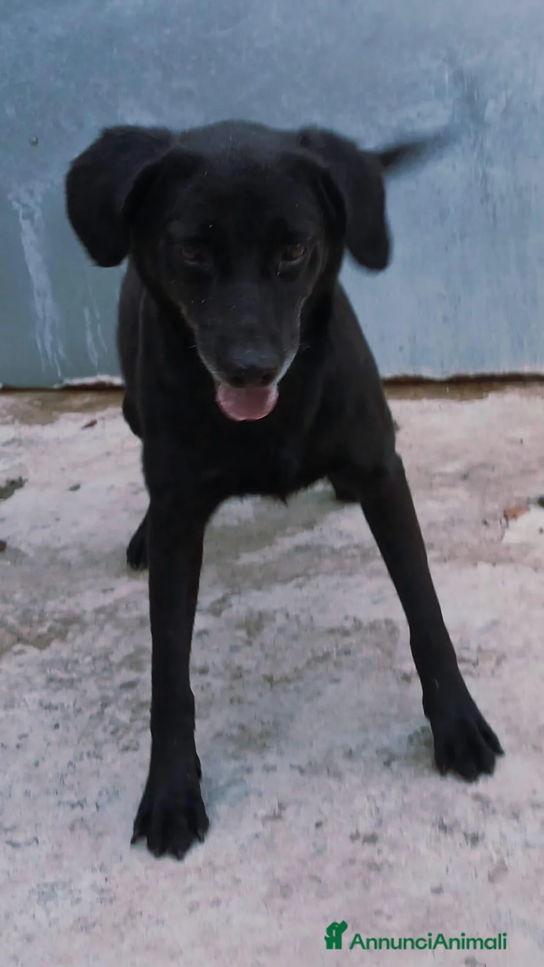 Meticcio cani in regalo: Lele il giocherellone - Annuncio 2