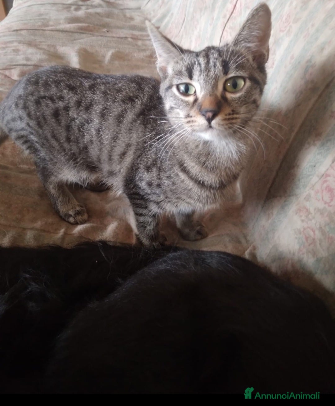 Meticcio gatti Gattino 6 mesi in regalo - Annuncio 1