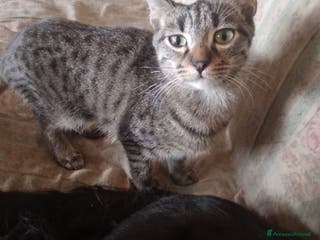 Meticcio gatti Gattino 6 mesi in regalo - Annuncio 1