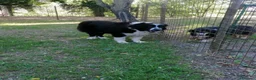 Terranova cani in regalo: Boris, Terranova in Canile  - Annuncio 19