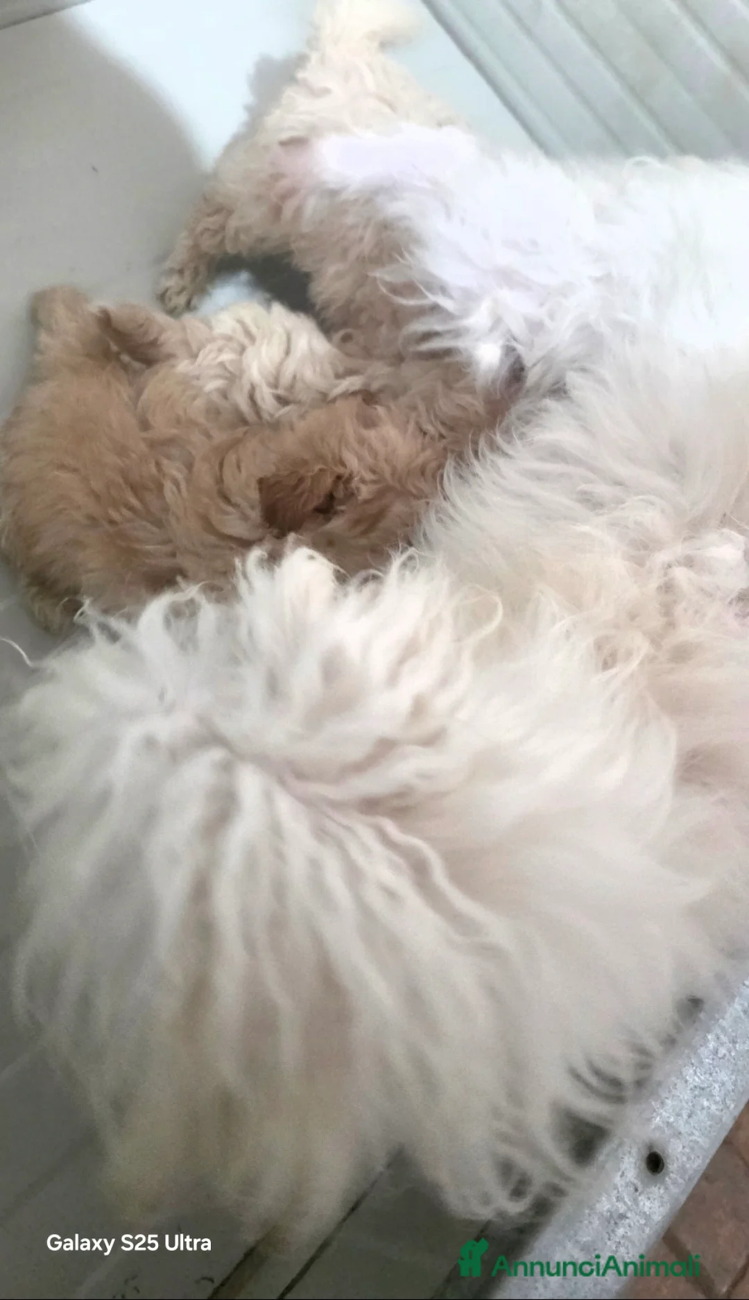 Maltipoo cani in vendita: Maltipoo  - Annuncio 14