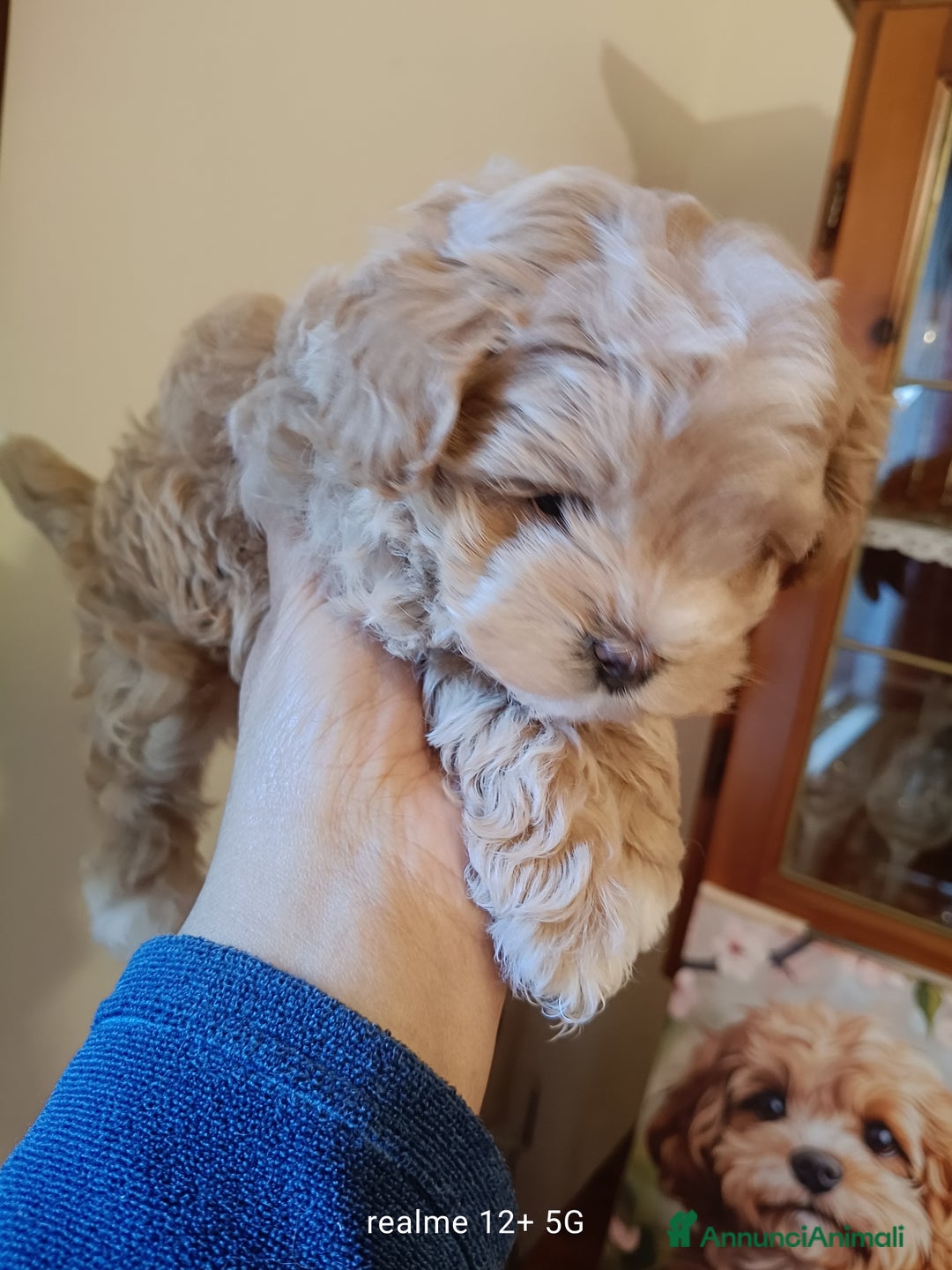 Meticcio cani in vendita: Maltippp  - Annuncio 2