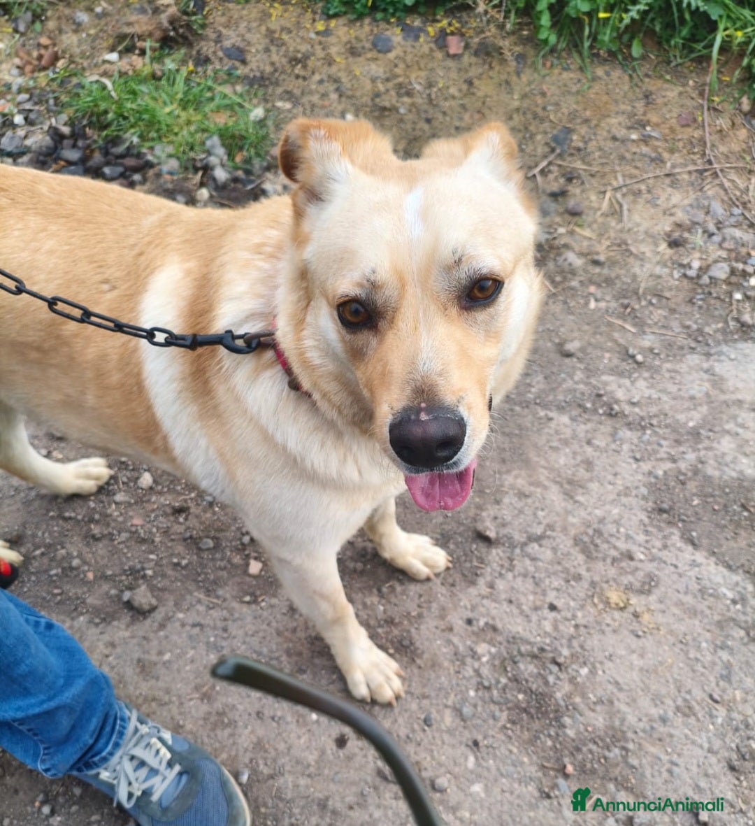 Meticcio cani Maschio 18mesi color miele 25kg VIVE MALE! CATANIA - Annuncio 14