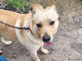 Meticcio cani Maschio 18mesi color miele 25kg VIVE MALE! CATANIA - Annuncio 14