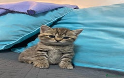 Scottish gatti in vendita: Gattine British a Città Metropolitana di Torino - Immagine 5