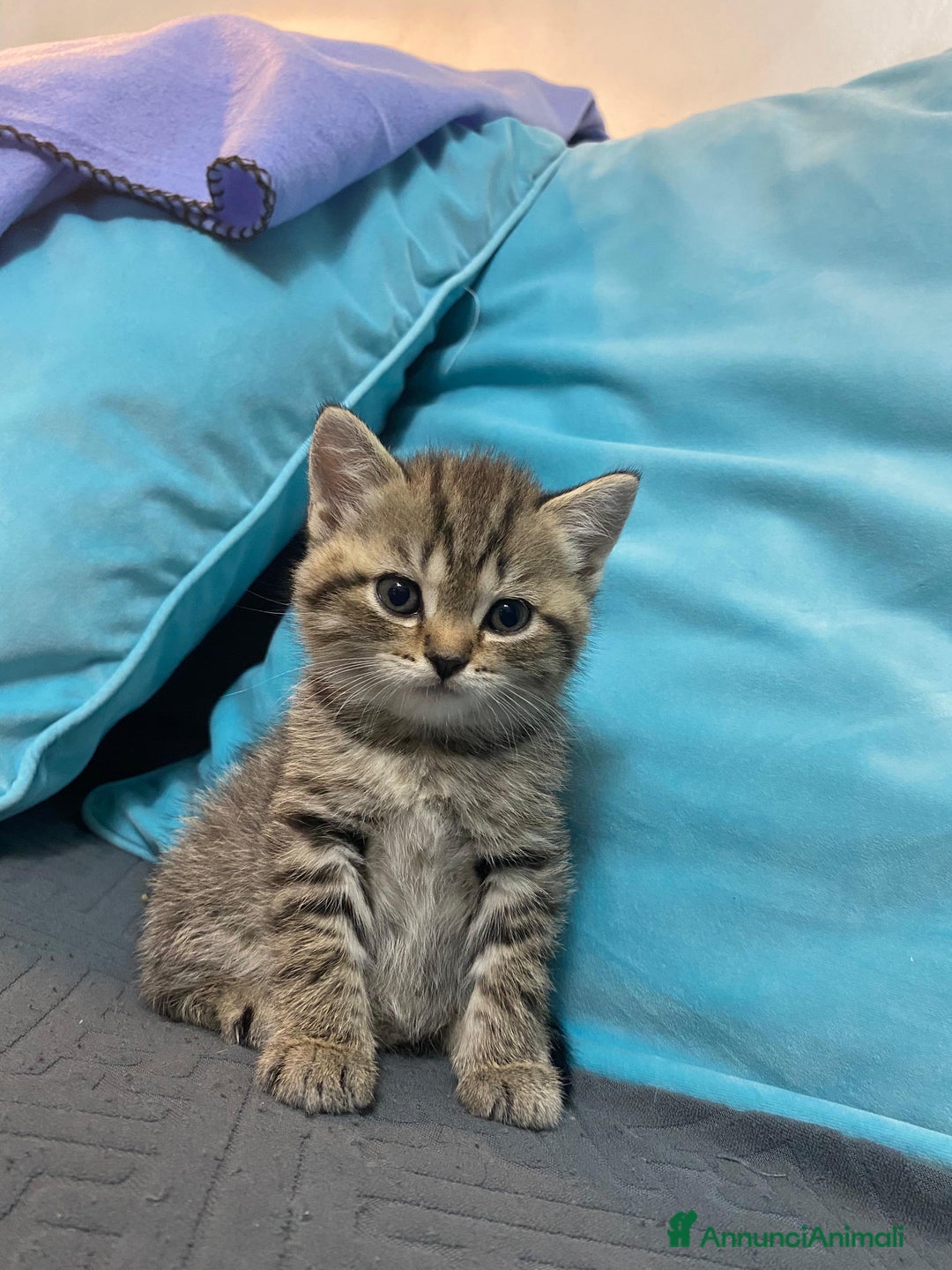 Scottish gatti in vendita: Gattine British a Città Metropolitana di Torino - Immagine 5