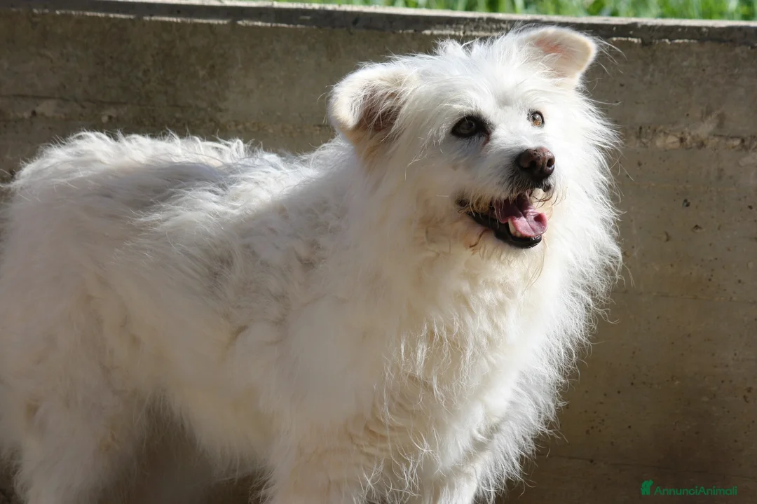 Meticcio cani in regalo: Neve da troppo tempo aspetta una famiglia - Annuncio 2