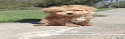 Barboncino Toy cani in vendita: Barboncino Toy albicocca  a Città Metropolitana di Torino - Annuncio 4