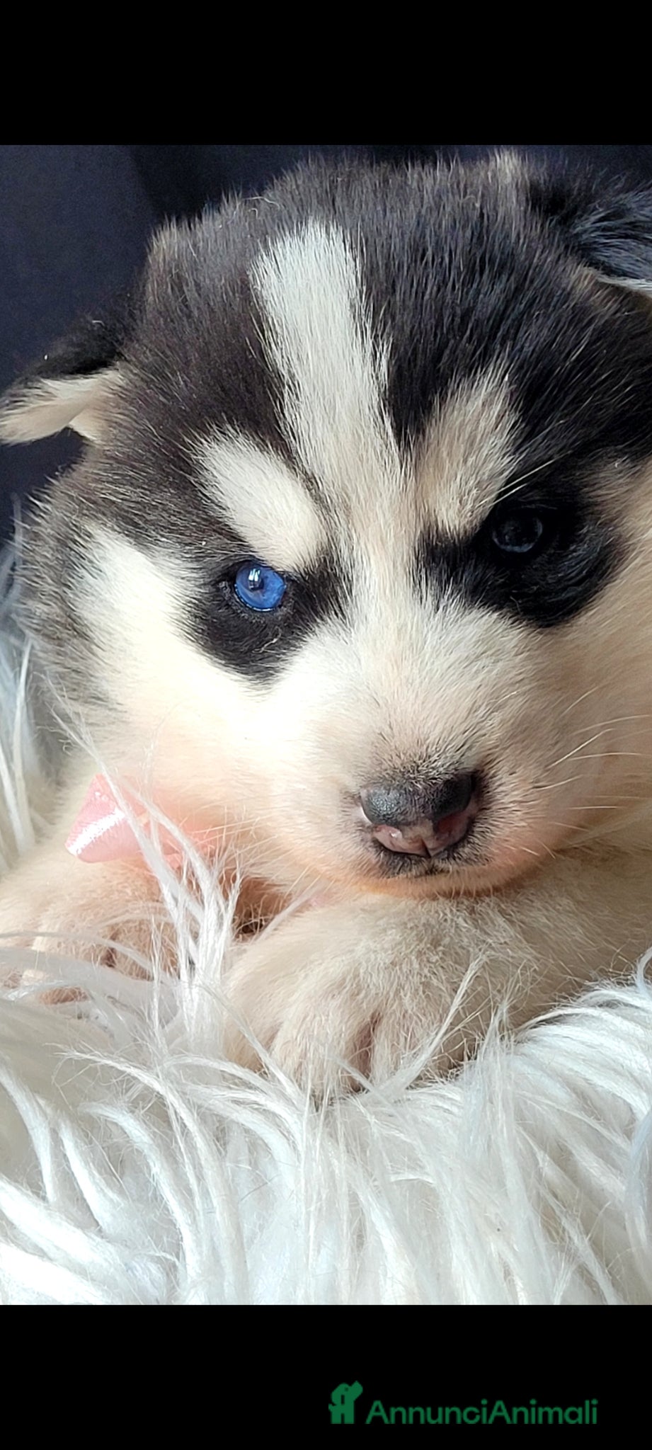 Husky cani SIBERIAN HUSKY CUCCIOLATA CON PEDIGREE  - Annuncio 1