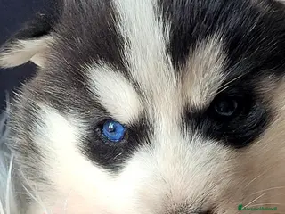 Husky cani SIBERIAN HUSKY CUCCIOLATA CON PEDIGREE - Annuncio 1