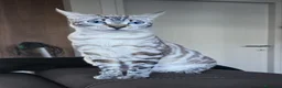 Bengala gatti in vendita: Cuccioli gatto bengala  - Annuncio 29